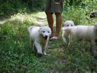 cuccioli di pastore abruzzese taglia gigante